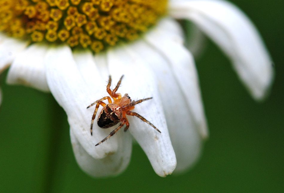 La vita in un fiore: terza parte